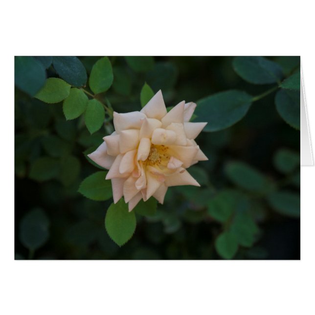 Vanilla Roos (Voorkant Horizontaal)