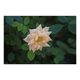 Vanilla Roos Foto Afdruk