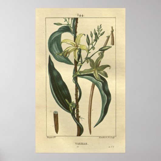 VANILLE, Vanille Plant Print (Voorkant)