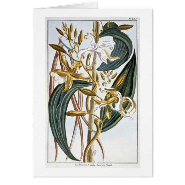 vanillespeulen, bord 65, van 'Collectie edele euse (Voorkant)