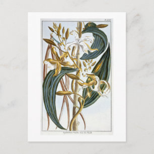 vanillespeulen, bord 65, van 'Collectie edele euse Briefkaart