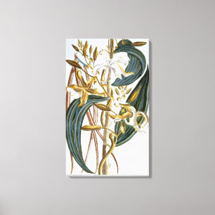 vanillespeulen, bord 65, van 'Collectie edele euse Canvas Afdruk