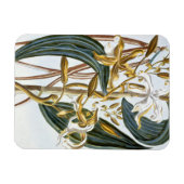 vanillespeulen, bord 65, van 'Collectie edele euse Magneet (Horizontaal)