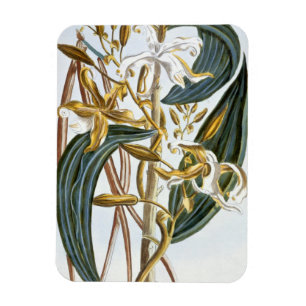 vanillespeulen, bord 65, van 'Collectie edele euse Magneet