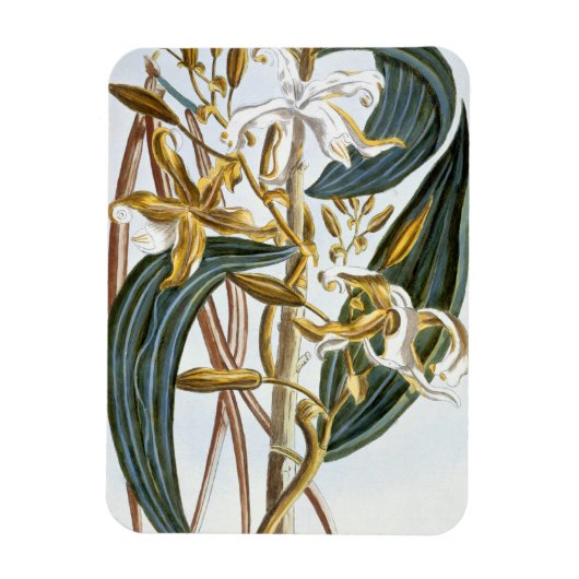 vanillespeulen, bord 65, van 'Collectie edele euse Magneet (Verticaal)