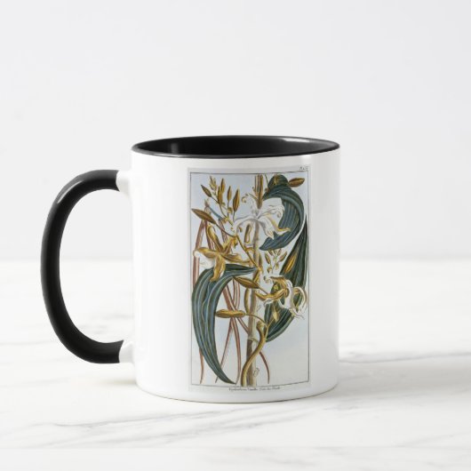 vanillespeulen, bord 65, van 'Collectie edele euse Mok (Links)