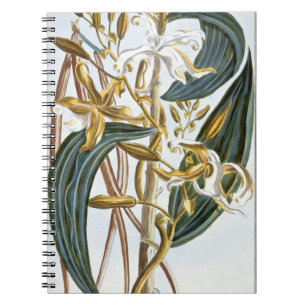 vanillespeulen, bord 65, van 'Collectie edele euse Notitieboek