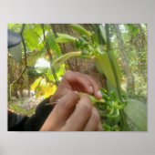 vanillevloerbestuiving poster (Voorkant)