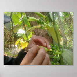 vanillevloerbestuiving poster