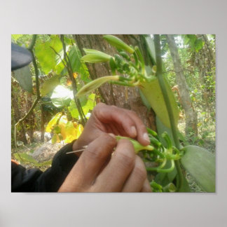 vanillevloerbestuiving poster