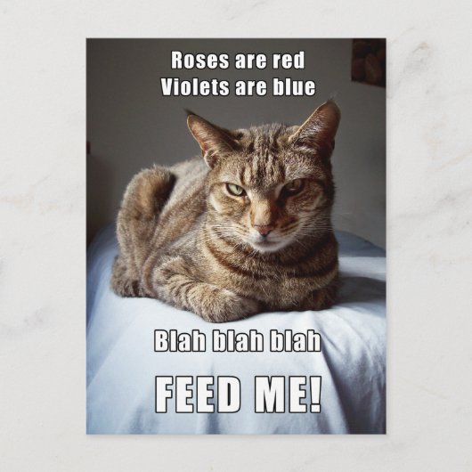 Vanlentine Cat Feed Me gedicht Briefkaart (Voorkant)