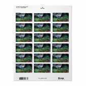 Vanquied, 1930 van Emily Carr Etiket (Full Sheet)