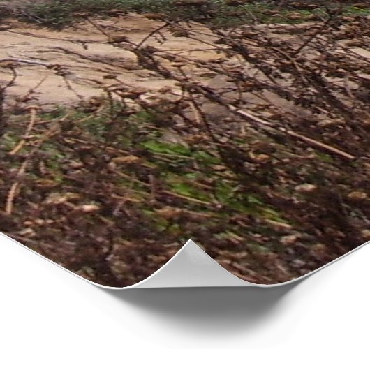 Vanuit het pad kijken (Del Mar) Poster (Hoek)