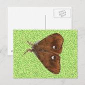 Vapourer Moth Briefkaart (Voorkant / Achterkant)