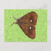 Vapourer Moth Briefkaart (Voorkant)