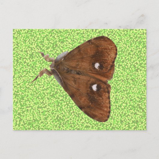 Vapourer Moth Briefkaart (Voorkant)