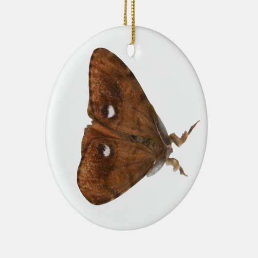 Vapourer Moth Ornament (Rechts)