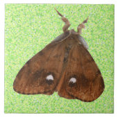 Vapourer Moth Tile Tegeltje (Voorkant)