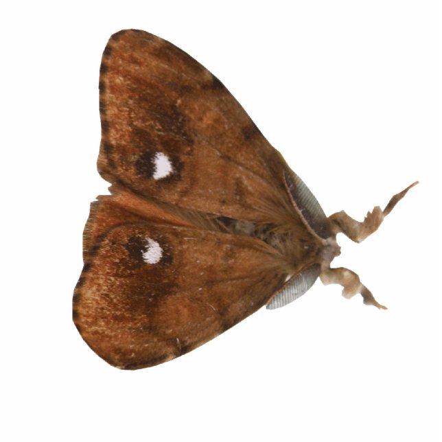 Vapourmot foto sculptuur staand fotobeeldje  (Voorkant)