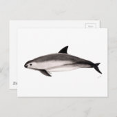 Vaquita Briefkaart (Voorkant / Achterkant)