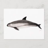 Vaquita Briefkaart (Voorkant)