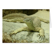 Varanus gouldii (Voorkant Horizontaal)