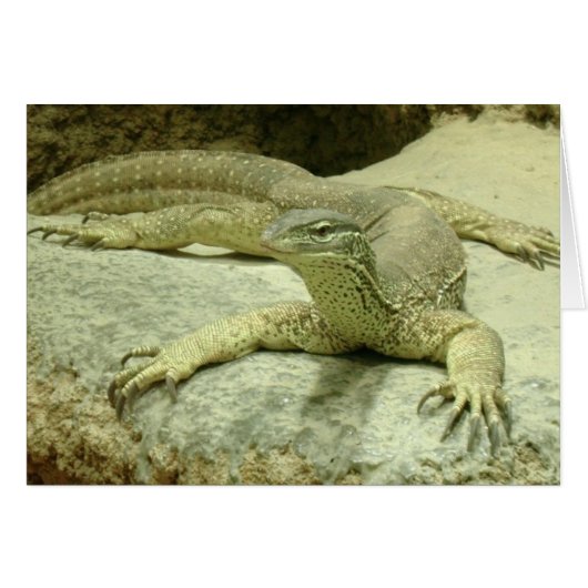 Varanus gouldii (Voorkant Horizontaal)