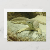 Varanus gouldii briefkaart (Voorkant / Achterkant)