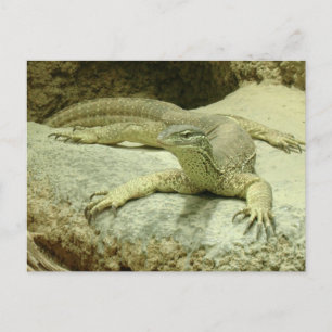Varanus gouldii briefkaart