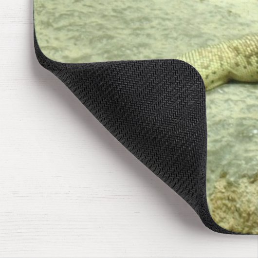 Varanus gouldii muismat (Hoek)