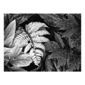 Varen en bladeren zwart en wit foto afdruk (Voorkant)