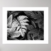 Varen en Bladerrijk Loofwerk Zwart en Wit Poster (Voorkant)