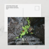 Varen groeien in Lava Rock, kraters van de maan Briefkaart (Voorkant / Achterkant)