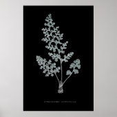 Varen - Gymnogramma Leptophylla - Röntgen effect – Poster (Voorkant)
