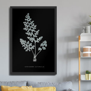 Varen - Gymnogramma Leptophylla - Röntgen effect – Poster