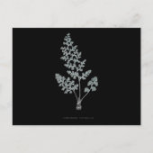 Varen - Gymnogramma Leptophylla - Röntgenfoto effe Briefkaart (Voorkant)