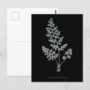 Varen - Gymnogramma Leptophylla - Röntgenfoto effe Briefkaart