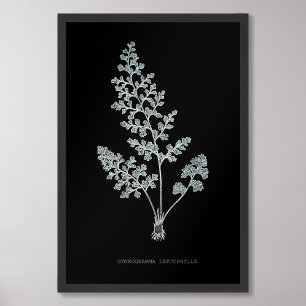 Varen - Gymnogramma Leptophylla - Röntgenfoto effe Foto Afdruk