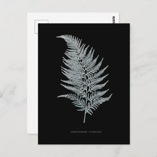 Varen - Gymnogramma Ochracea - Röntgenstraling eff Briefkaart (Voorkant / Achterkant)