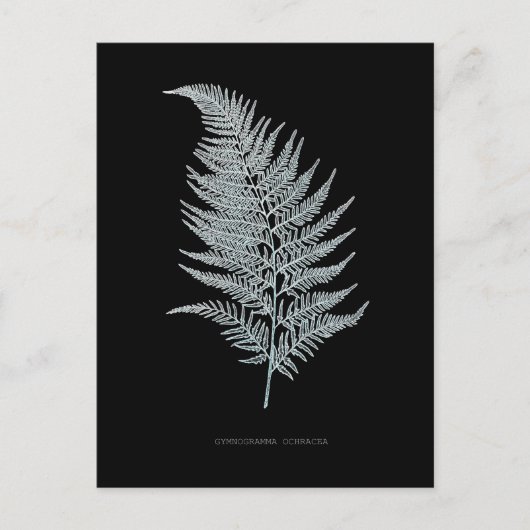 Varen - Gymnogramma Ochracea - Röntgenstraling eff Briefkaart (Voorkant)