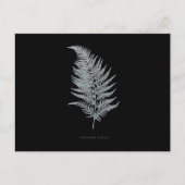 Varen - Gymnogramma Ochracea - Röntgenstraling eff Briefkaart (Voorkant)