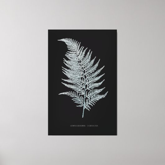 Varen - Gymnogramma Ochracea - Röntgenstraling eff Canvas Afdruk (Voorkant)