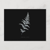 Varen - Gymnogramma Sulphurea - Röntgenfoto effect Briefkaart (Voorkant)