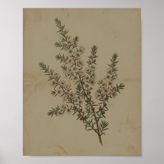 Varen Korstmos Steen I Vintage Schilderij Poster (Voorkant)