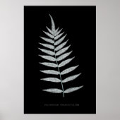 Varen - Polypodyum Fraxinifolium - Röntgen-effect Poster (Voorkant)