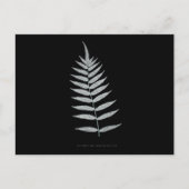 Varen - Polypodyum Fraxinifolium - Röntgenfoto-eff Briefkaart (Voorkant)