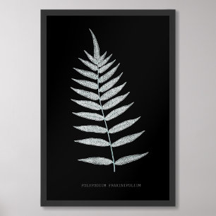 Varen - Polypodyum Fraxinifolium - Röntgenfoto-eff Foto Afdruk