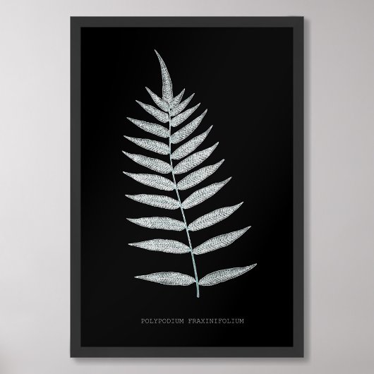 Varen - Polypodyum Fraxinifolium - Röntgenfoto-eff Foto Afdruk