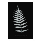 Varen - Polypodyum Fraxinifolium - Röntgenfoto-eff Foto Afdruk (Voorkant)