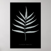 Varen - Polypodyum Grandidens - Röntgen-effect - 1 Poster (Voorkant)